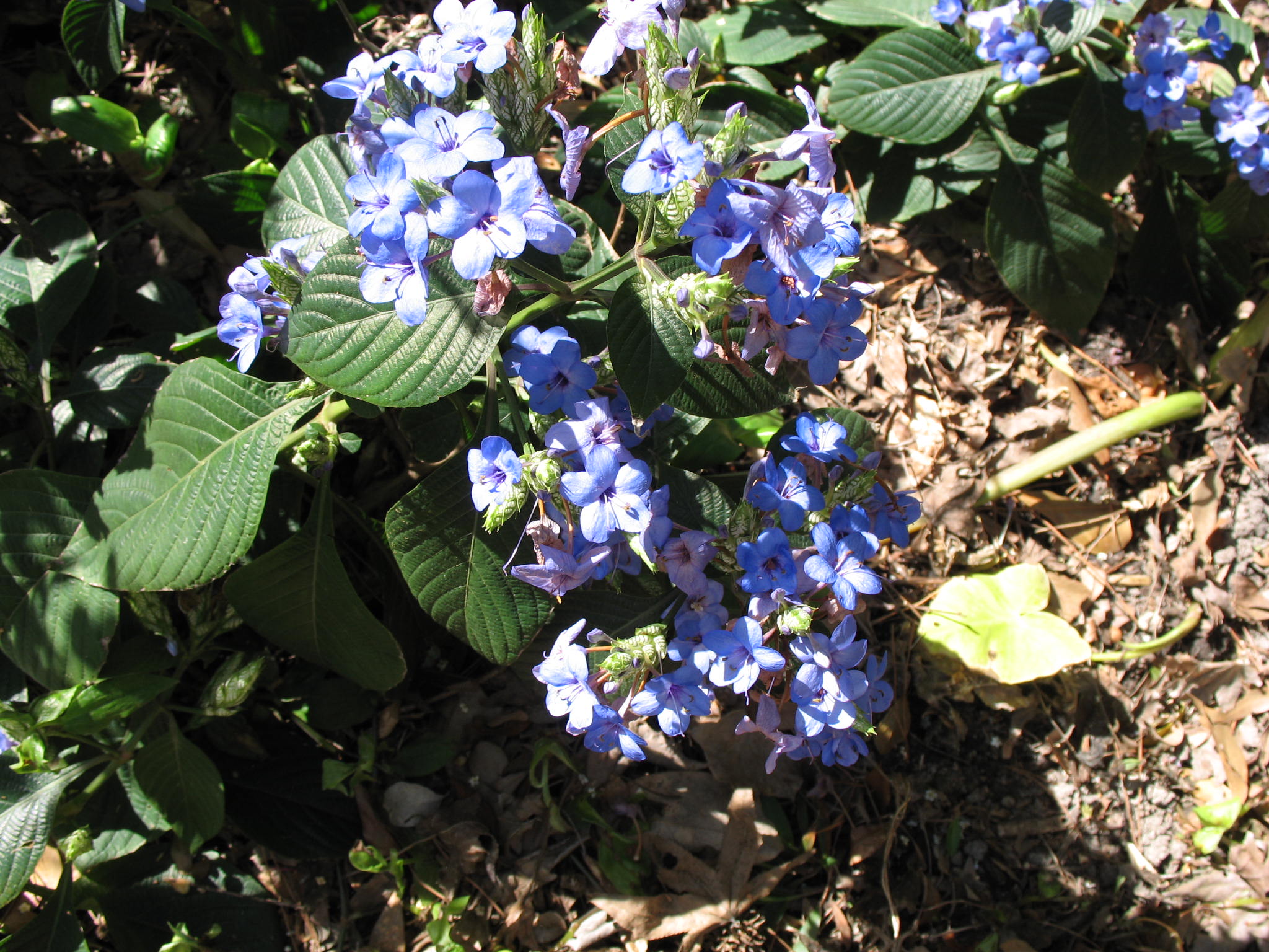 Eranthemum pulchellum / Blue Sage