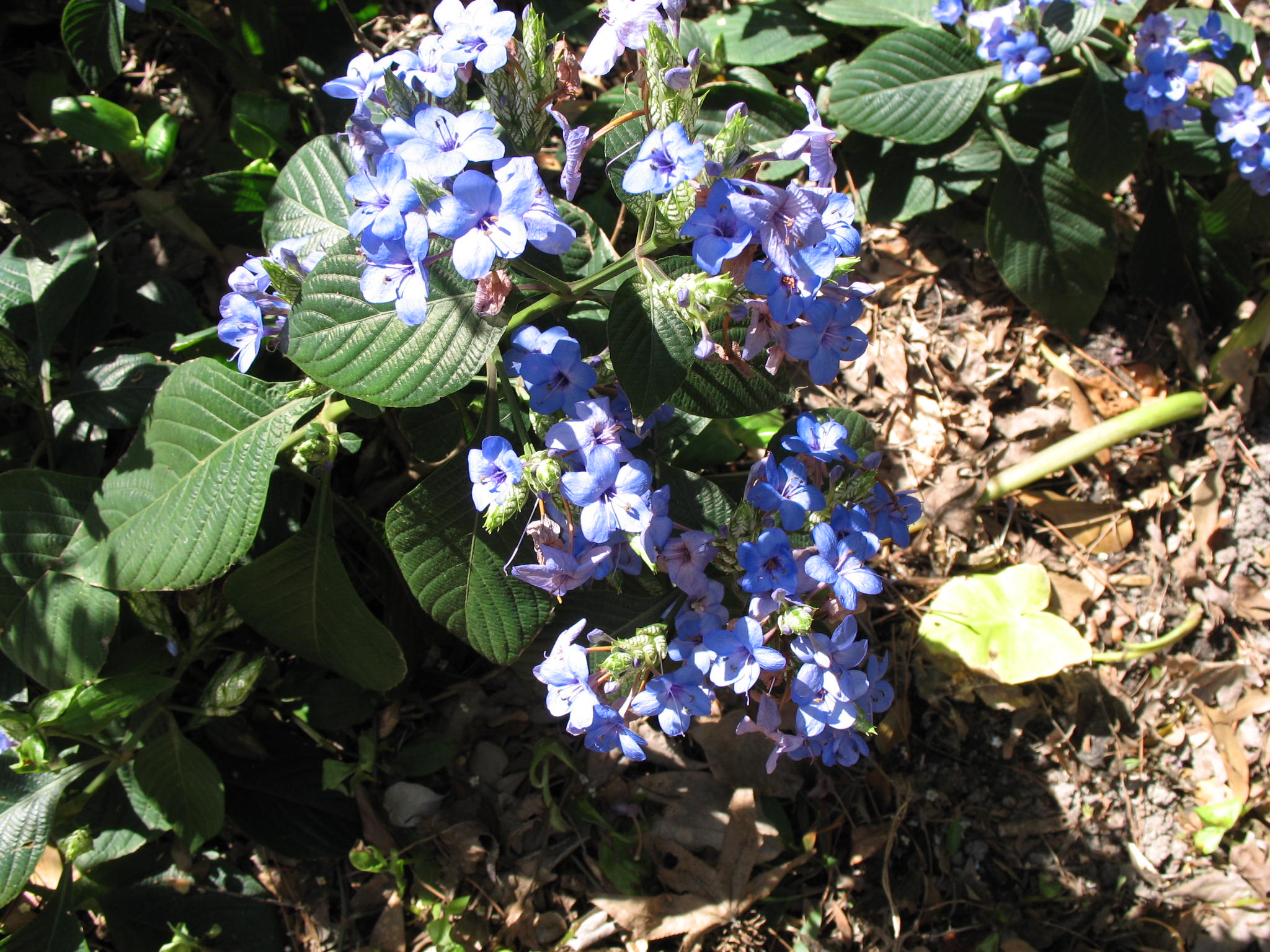 Eranthemum pulchellum / Eranthemum pulchellum