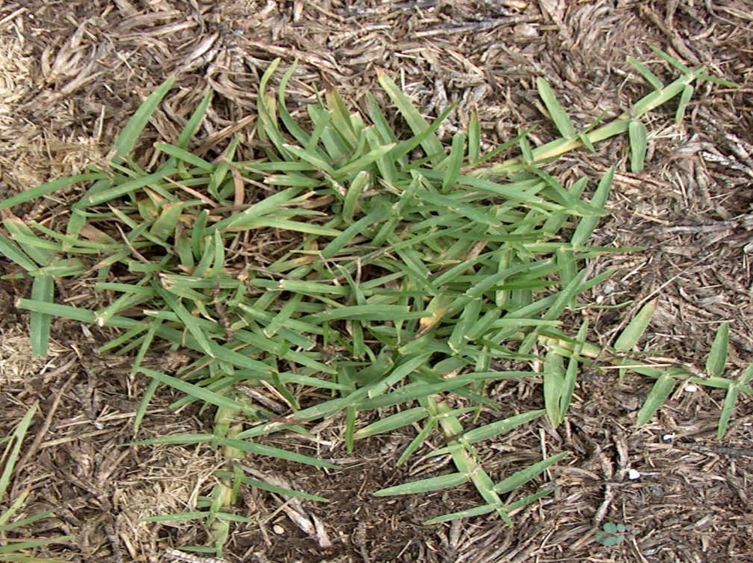 Eremochloa ophiuroides / Eremochloa ophiuroides