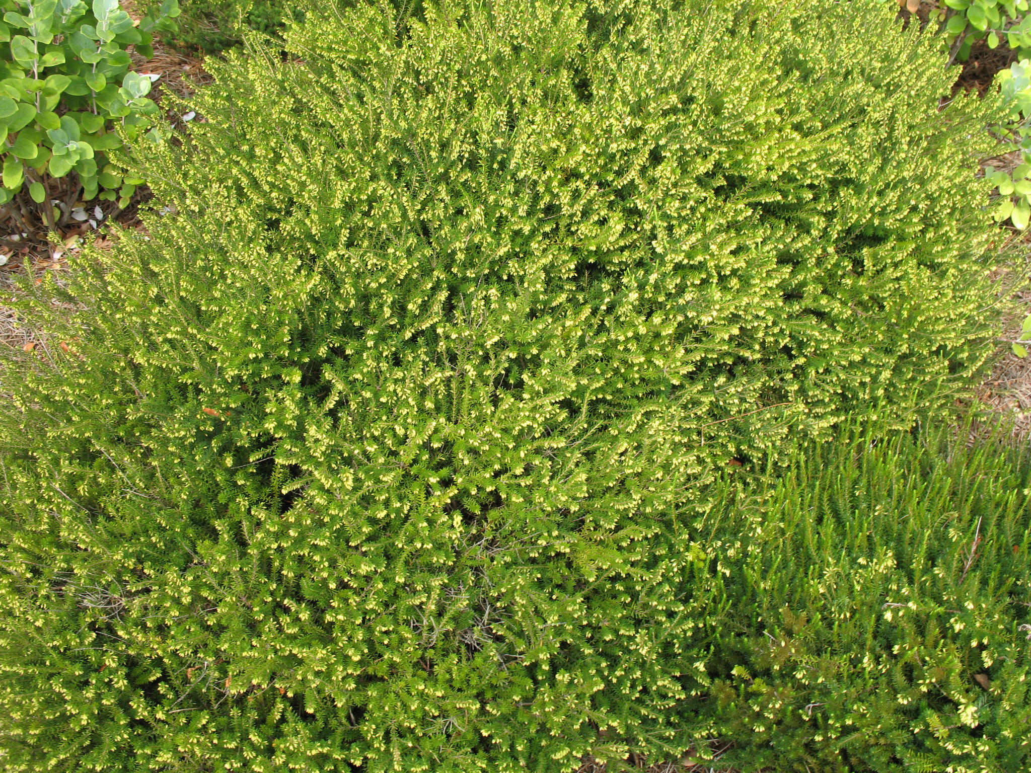 Erica carnea 'Springwood White'   / Erica carnea 'Springwood White'  