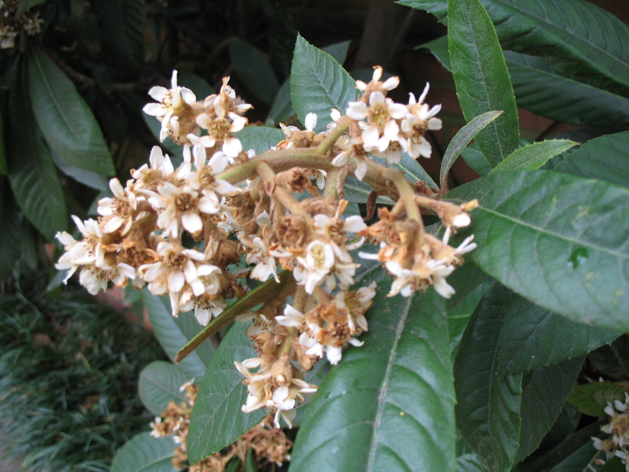 Eriobotrya japonica  / Japanese Plum