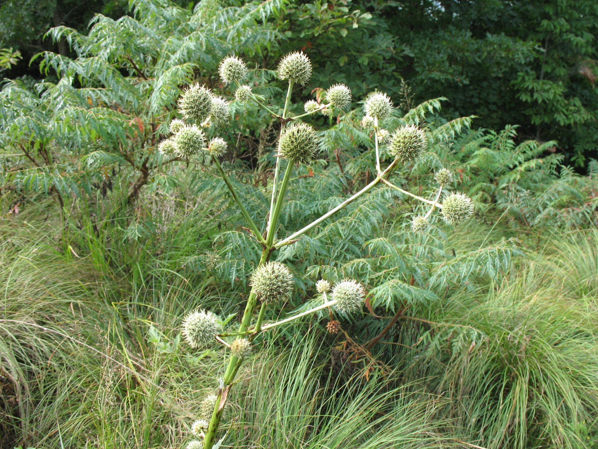 Eryngium yuccifolium   / Eryngium yuccifolium  