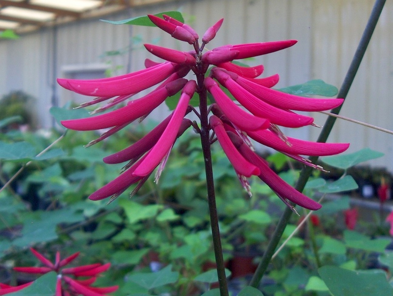 Erythrina herbacea / Coralbean