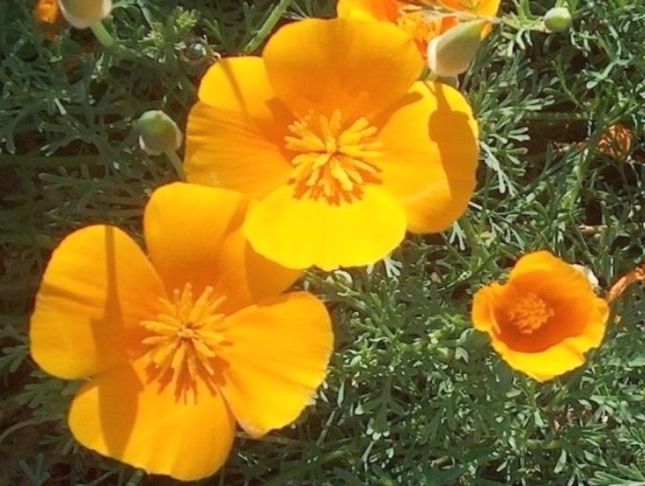 Eschscholzia californica   / California Poppy