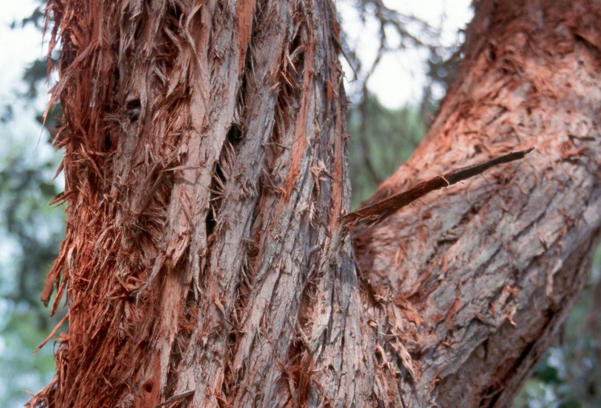 Eucalyptus cinerea / Eucalyptus