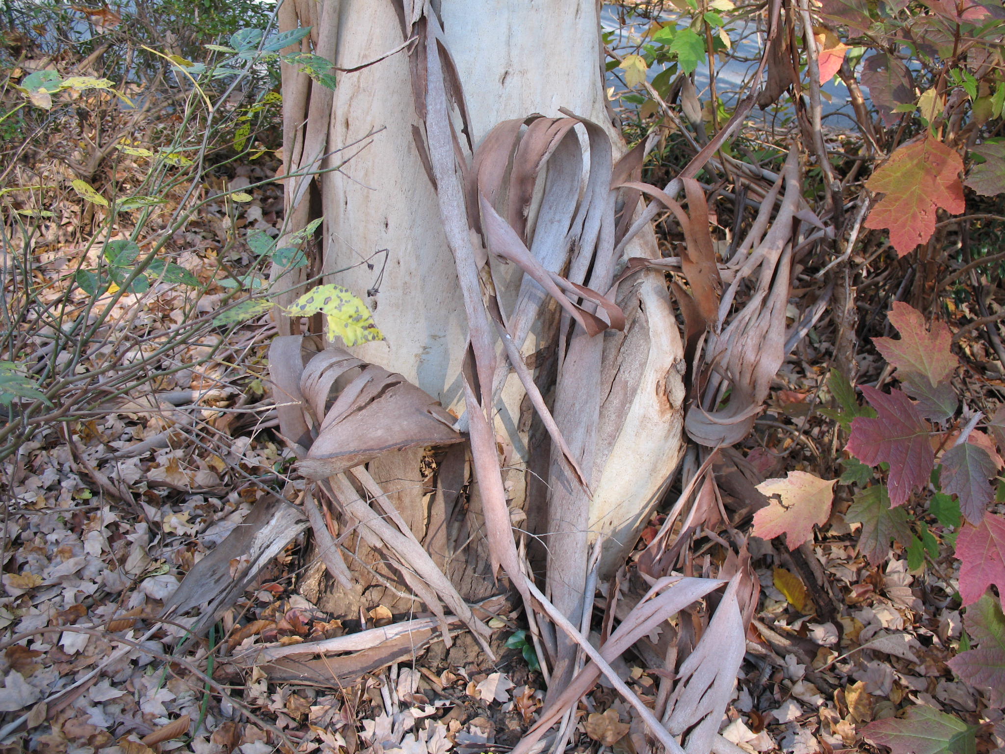 Eucalyptus dalrympleana / White Mountain Gum