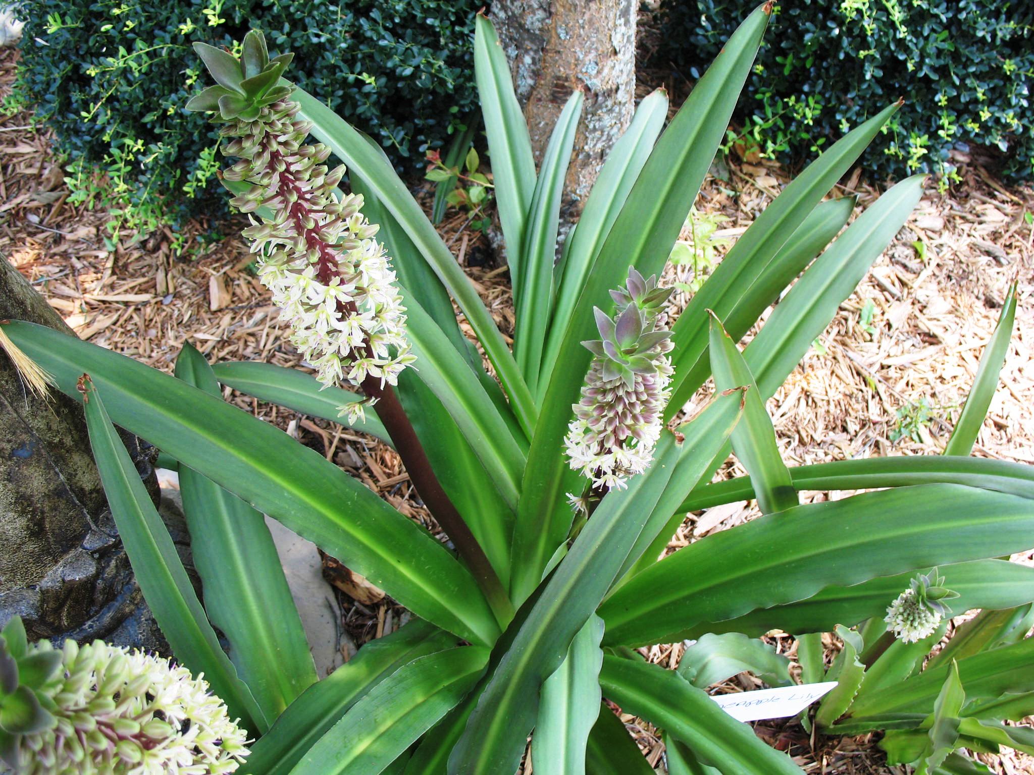 Eucomis bicolor   / Pineapple Lily
