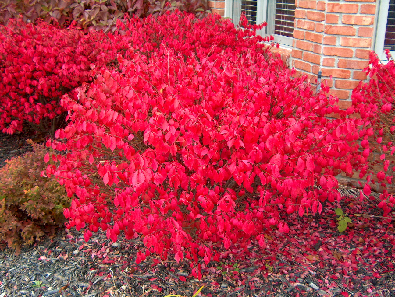 Euonymus alatus 'Compactus'   / Compact Burning Bush