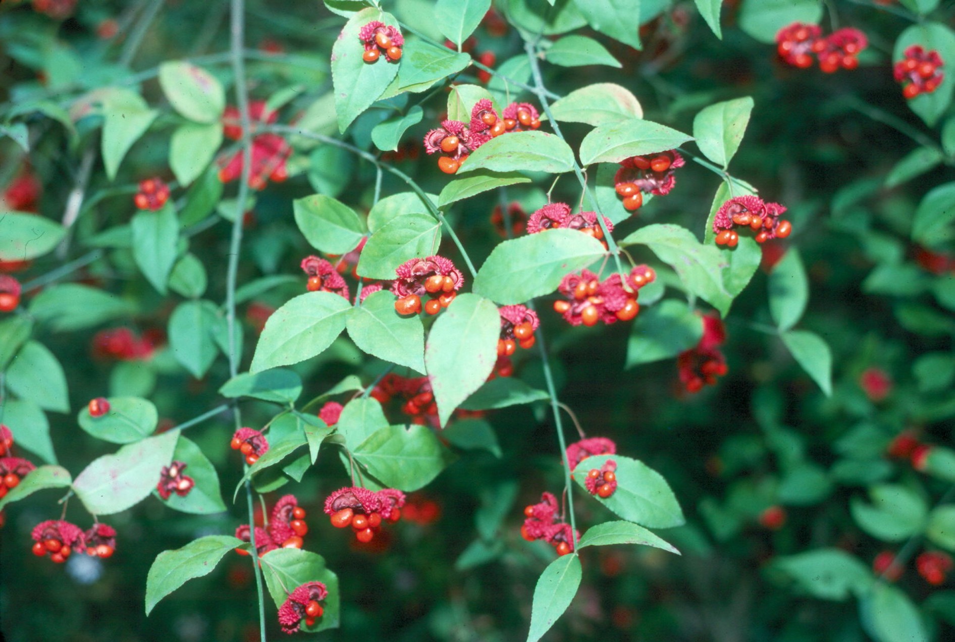 Euonymus americanus / Strawberry Bush