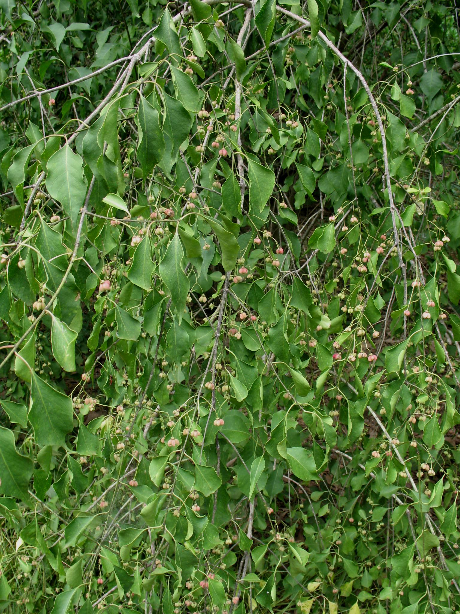 Euonymus bungeana   / Winterberry Euonymus