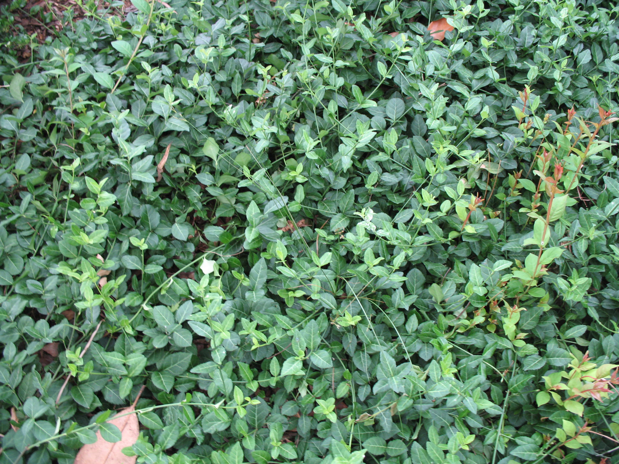 Euonymus fortunei 'Coloratus'   / Purple Leaf Euonymus
