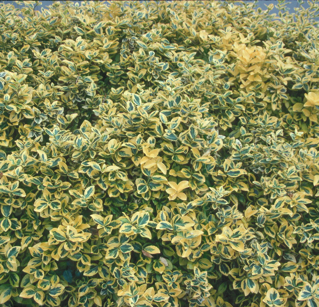 Euonymus fortunei 'Emerald n Gold'  / Emerald n Gold Wintercreeper