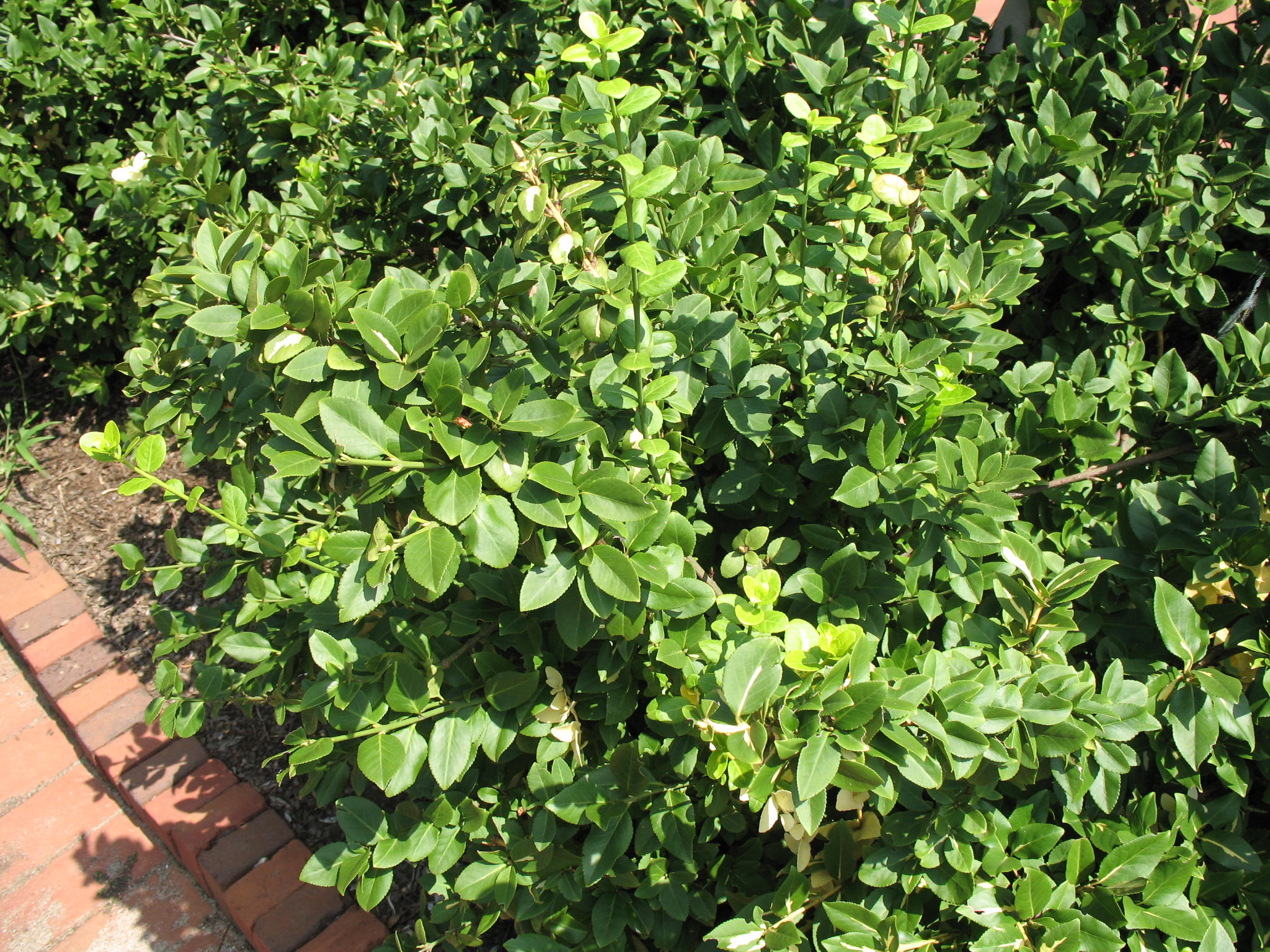 Euonymus fortunei 'Sunspot'   / Euonymus fortunei 'Sunspot'  