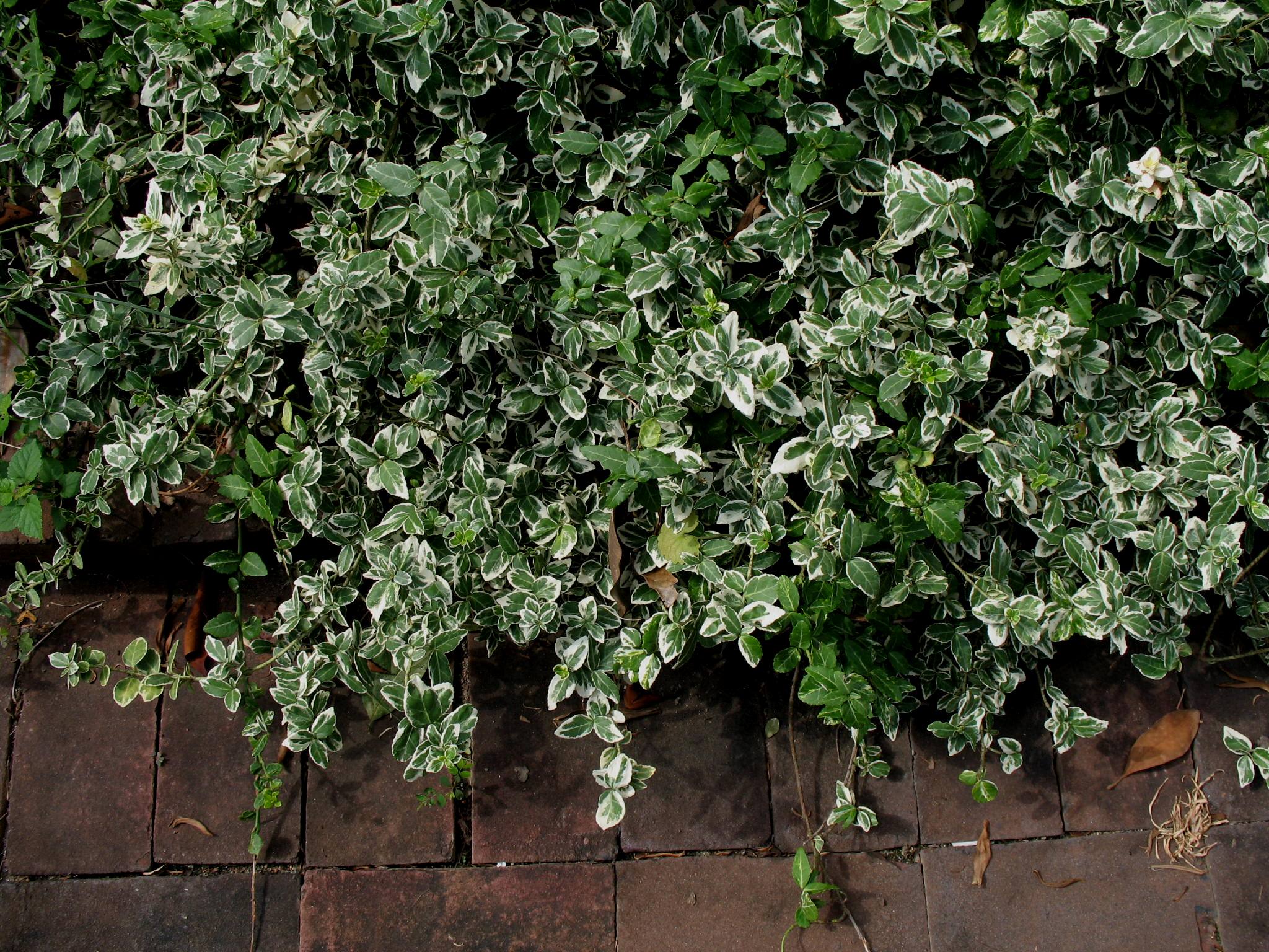 Euonymus fortunei 'Variegata'   / Euonymus fortunei 'Variegata'  