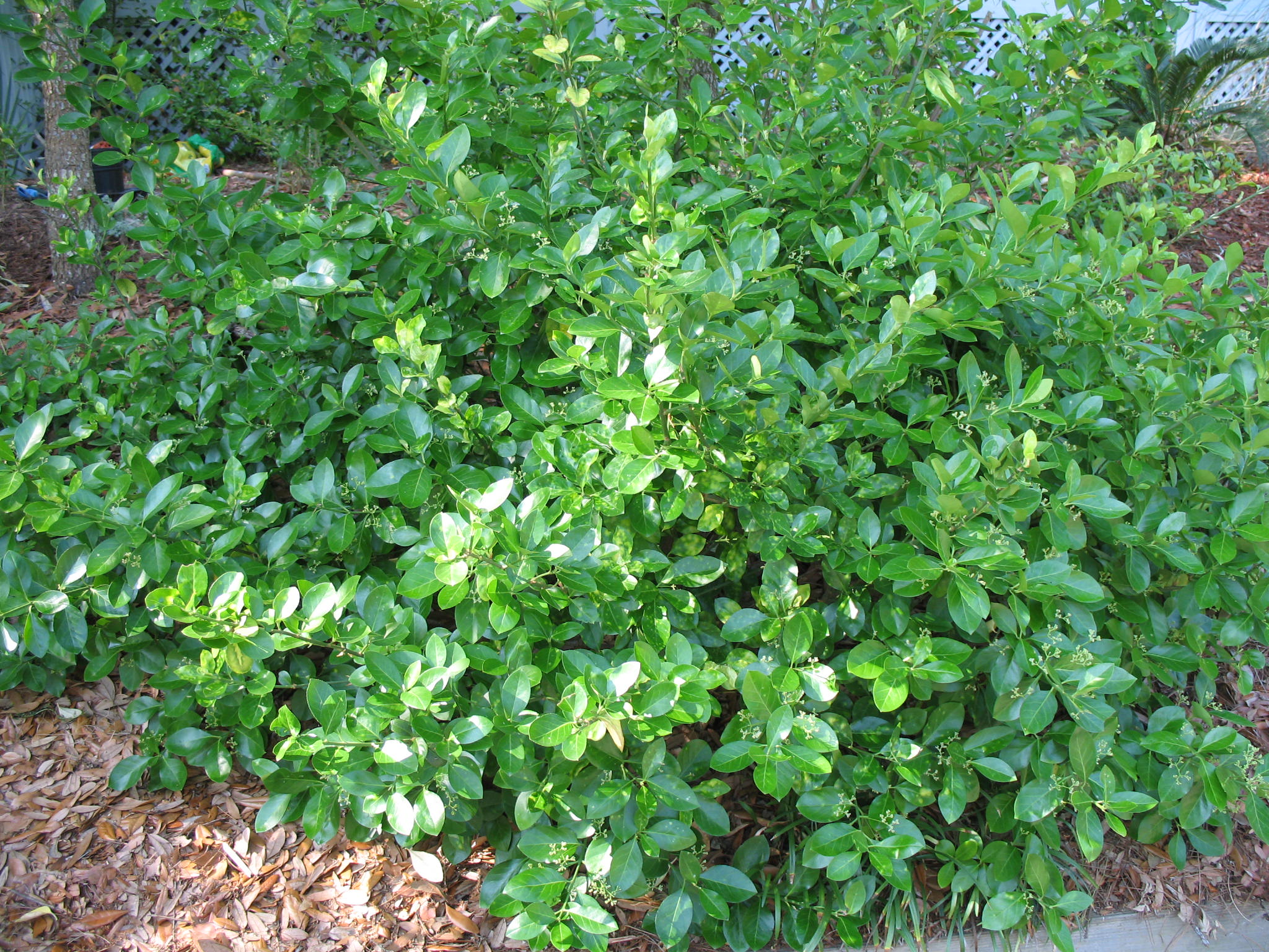 Euonymus fortunei / Euonymus fortunei