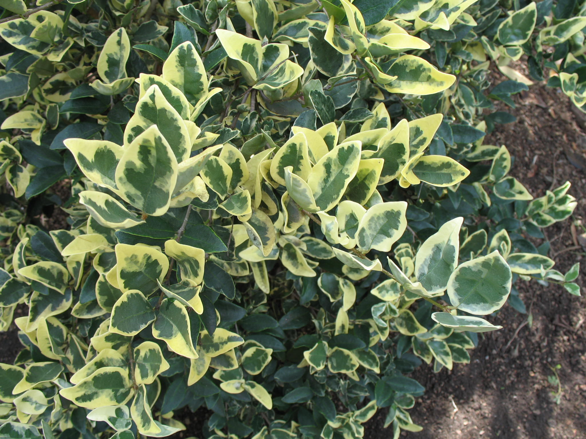 Euonymus japonicus 'Argenteo Variegata'   / Silver Queen Euonymus