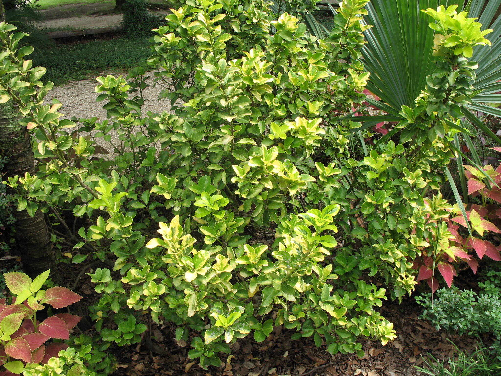 Euonymus japonicus 'Aureo Marginata'   / Golden Euonymus