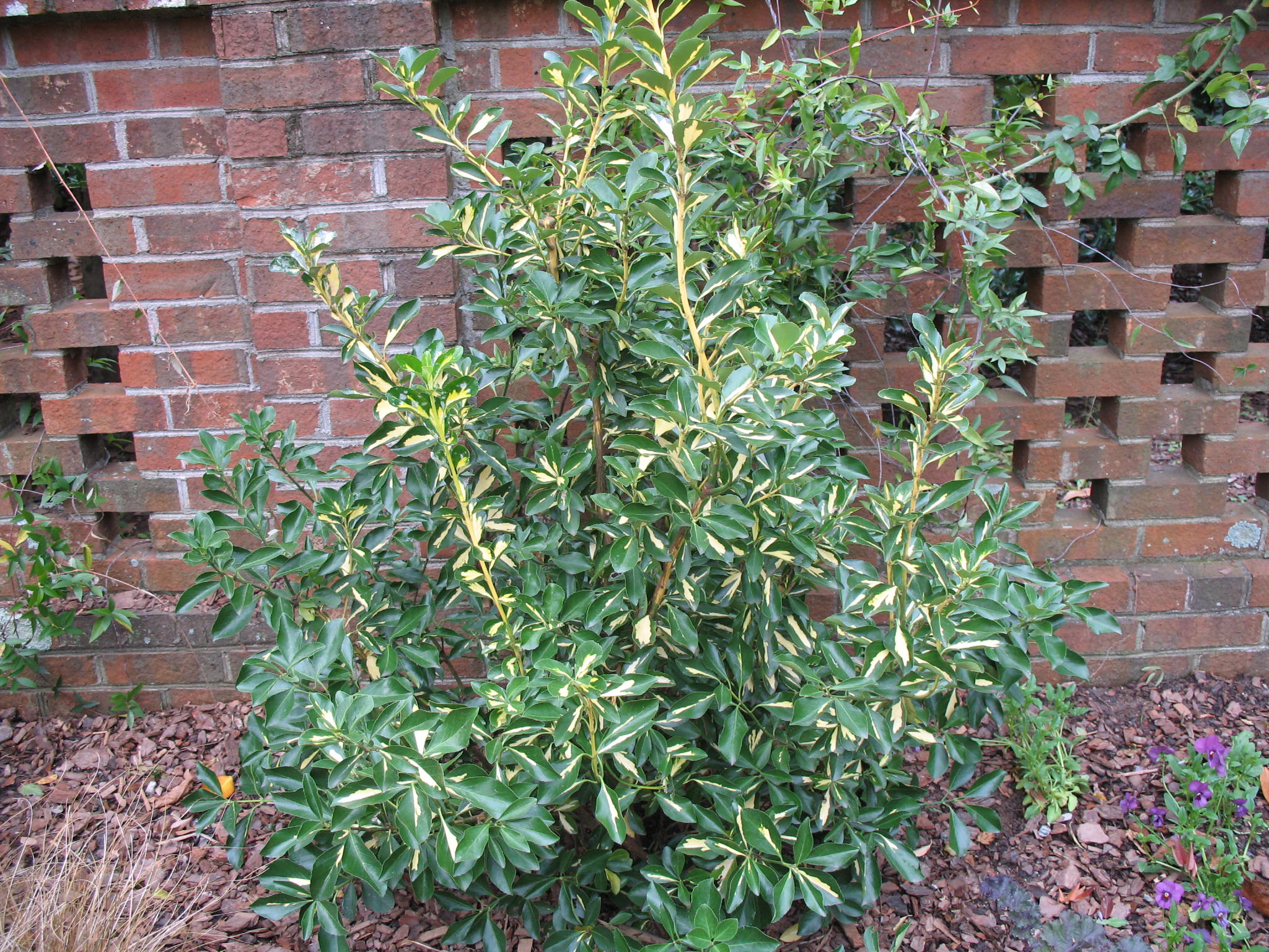 Euonymus japonicus 'Aureo Variegata'    / Gold Spot Euonymus