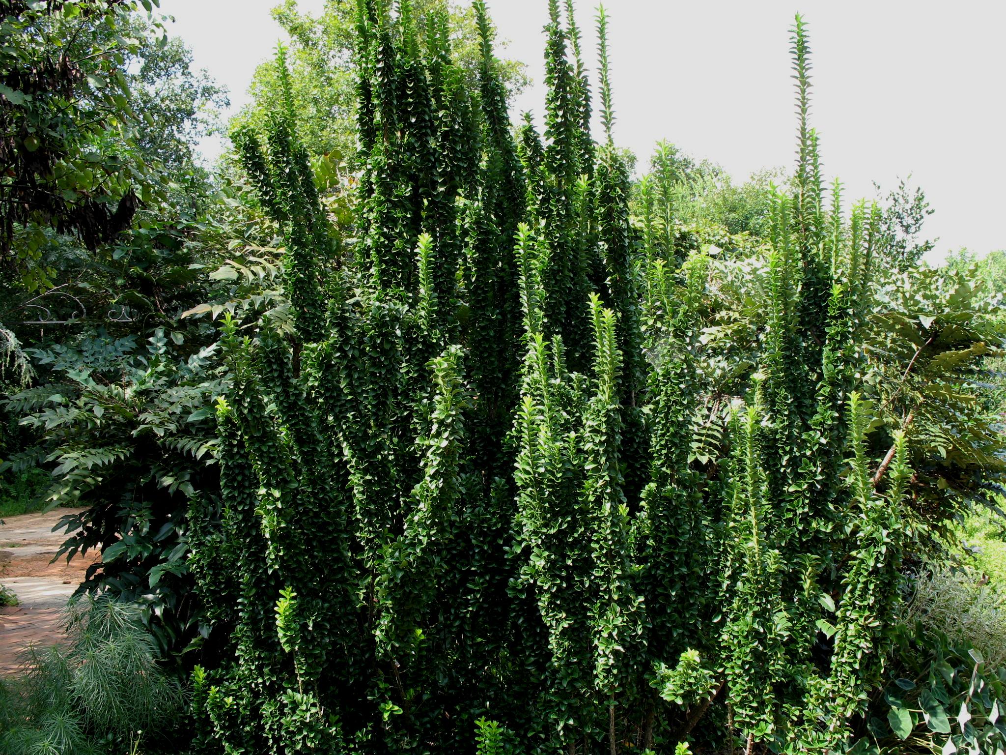 Euonymus japonicus 'Green Spire'   / Euonymus japonicus 'Green Spire'  