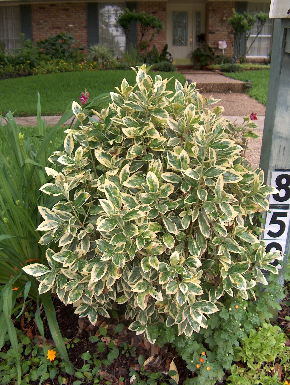 Euonymus japonicus 'Silver King'   / Euonymus japonicus 'Silver King'  