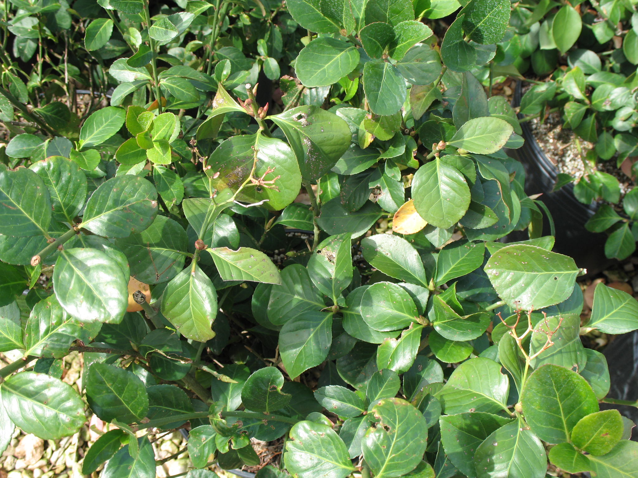 Euonymus kiautschovicus 'Manhattan'   / Manhattan Spreading Euonymus