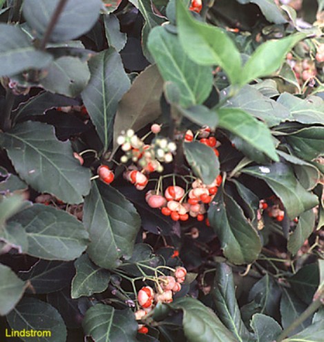Euonymus kiautschovicus  / Creeping Strawberry Euonymus
