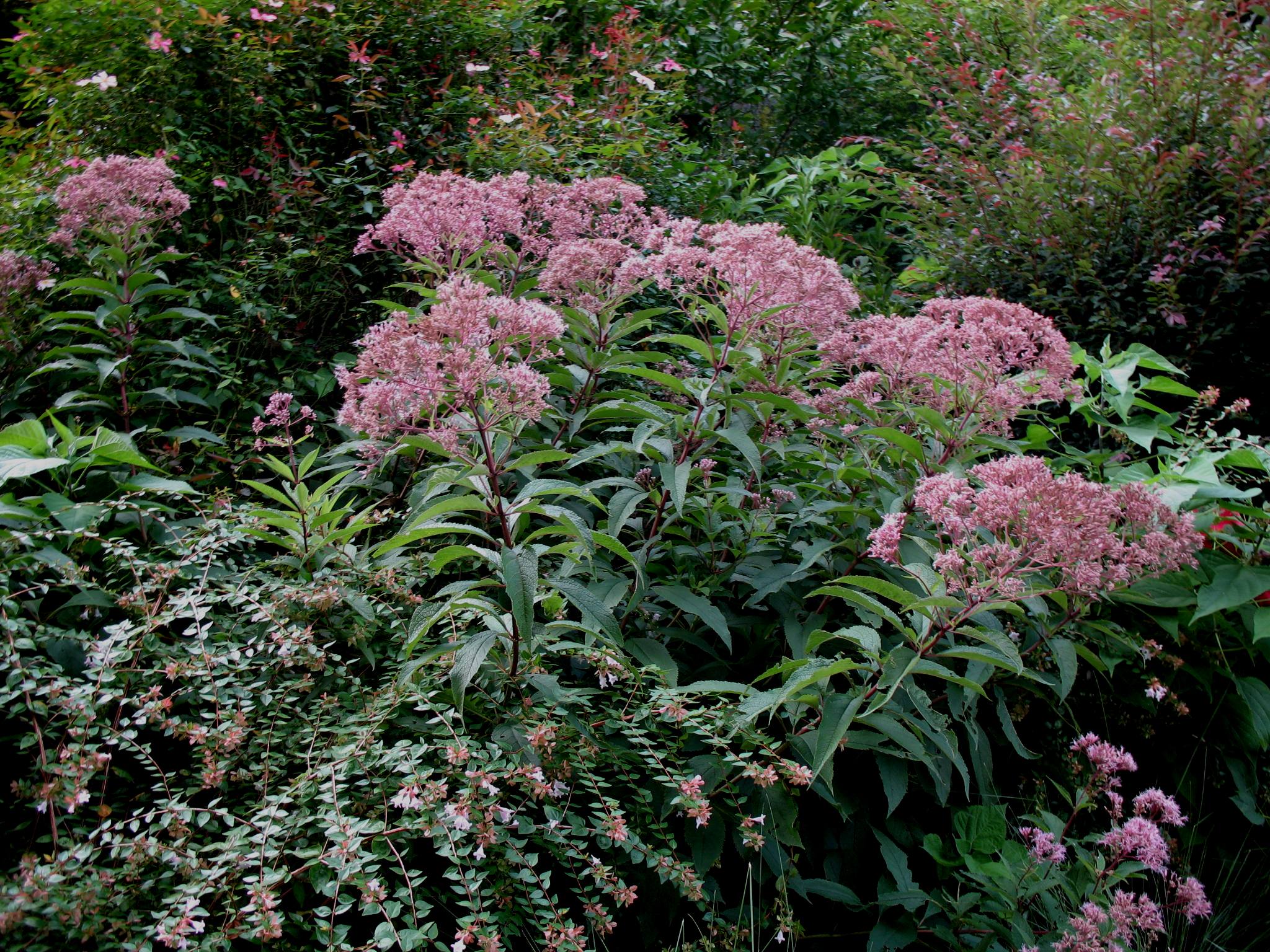 Eupatorium fistulosum  / Joe-Pye Weed