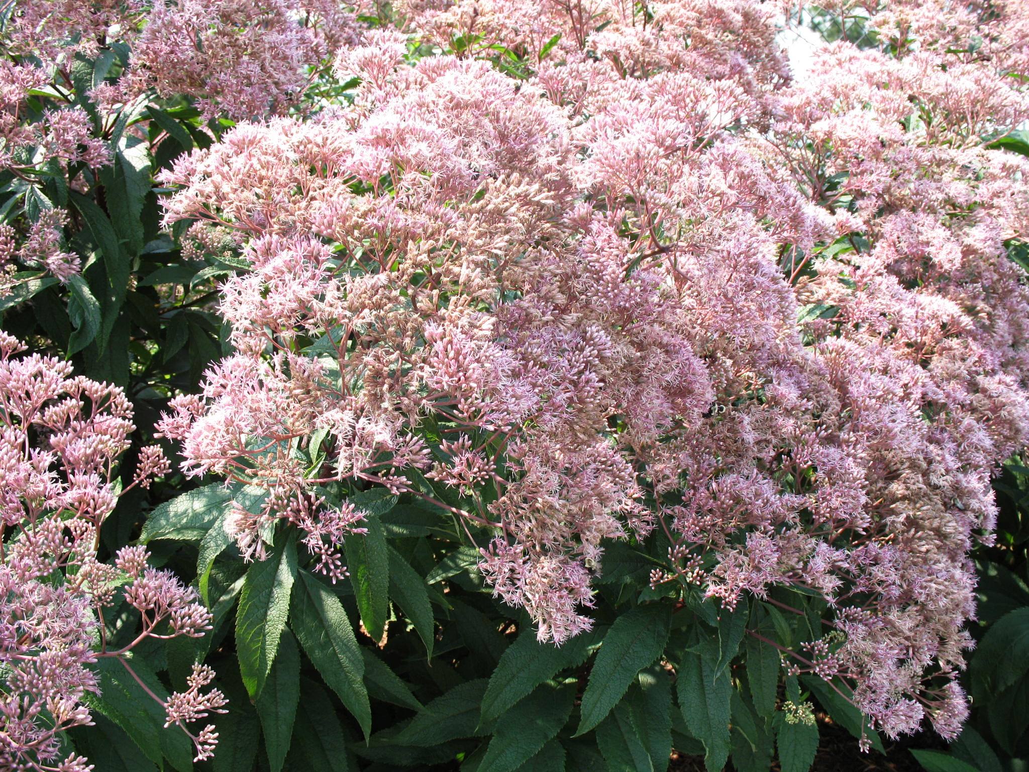 Eupatorium purpureum sbsp. maculatum / Joe-Pye Weed