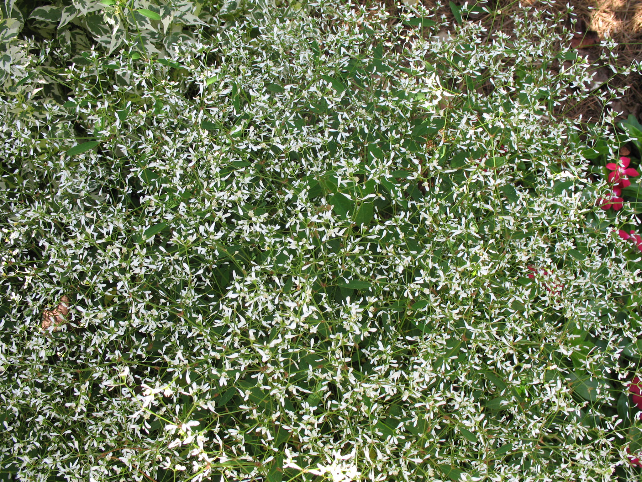 Euphorbia 'Diamond Frost' / Euphorbia 'Diamond Frost'