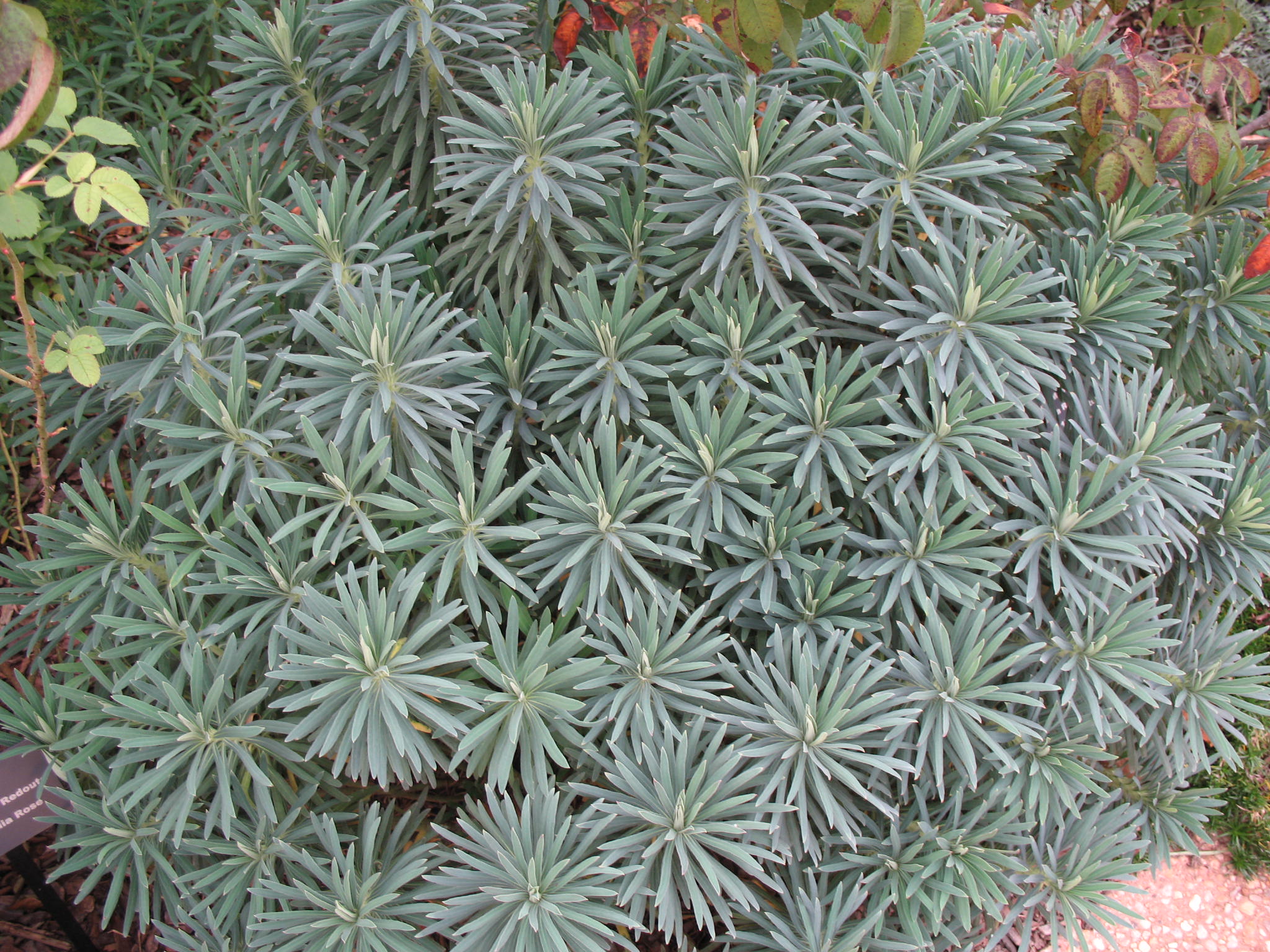 Euphorbia characias / Mediterranean Spurge