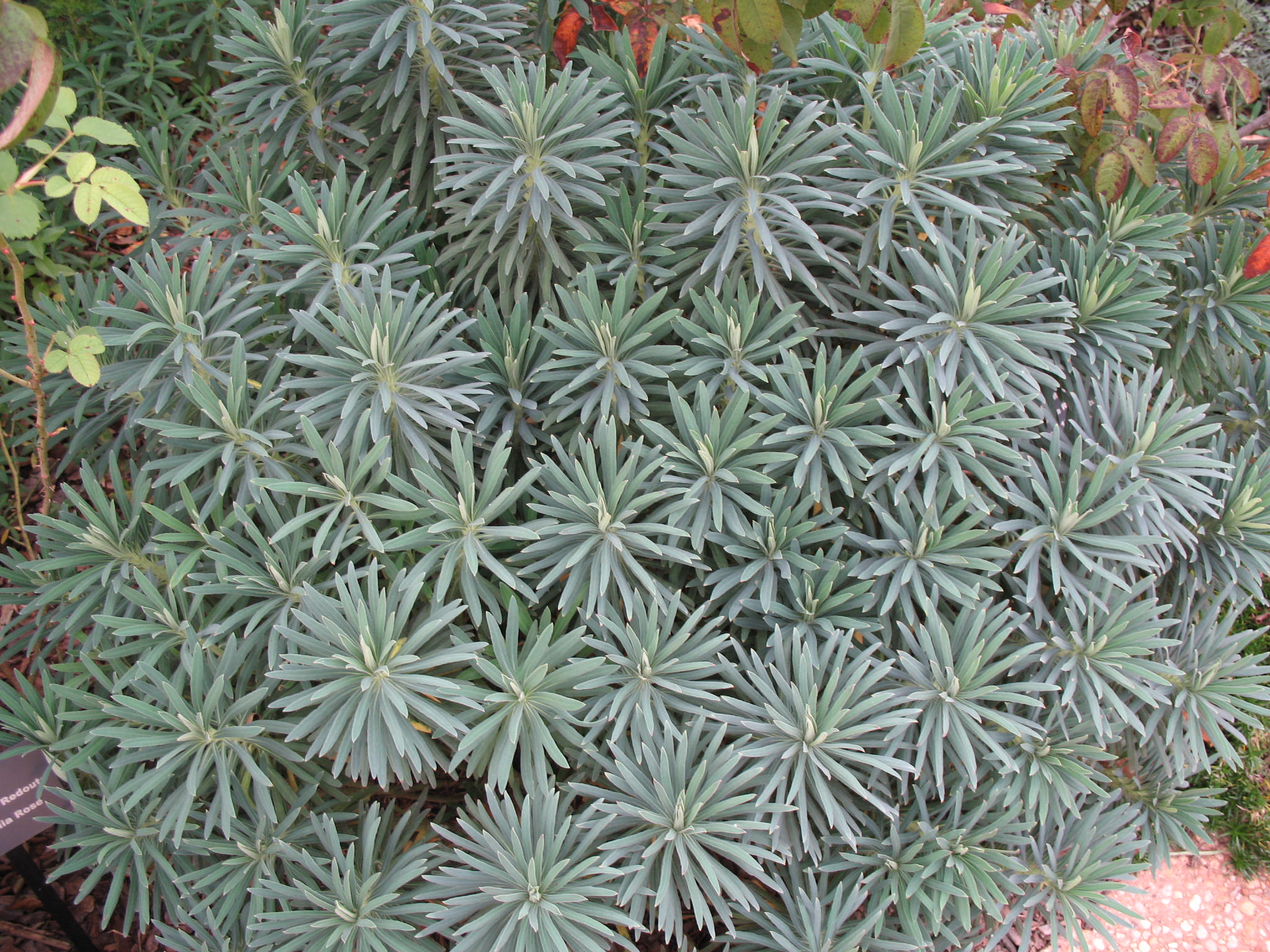 Euphorbia characias / Euphorbia characias