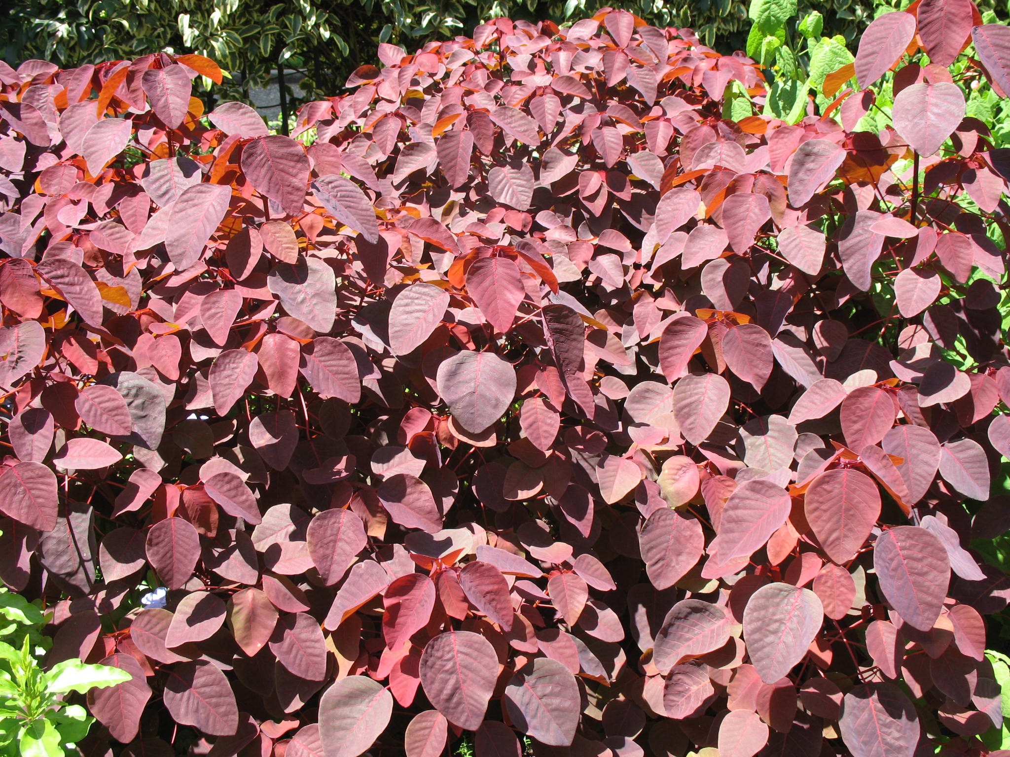 Euphorbia cotinifolia 'Burgundy Wine'   / Euphorbia cotinifolia 'Burgundy Wine'  