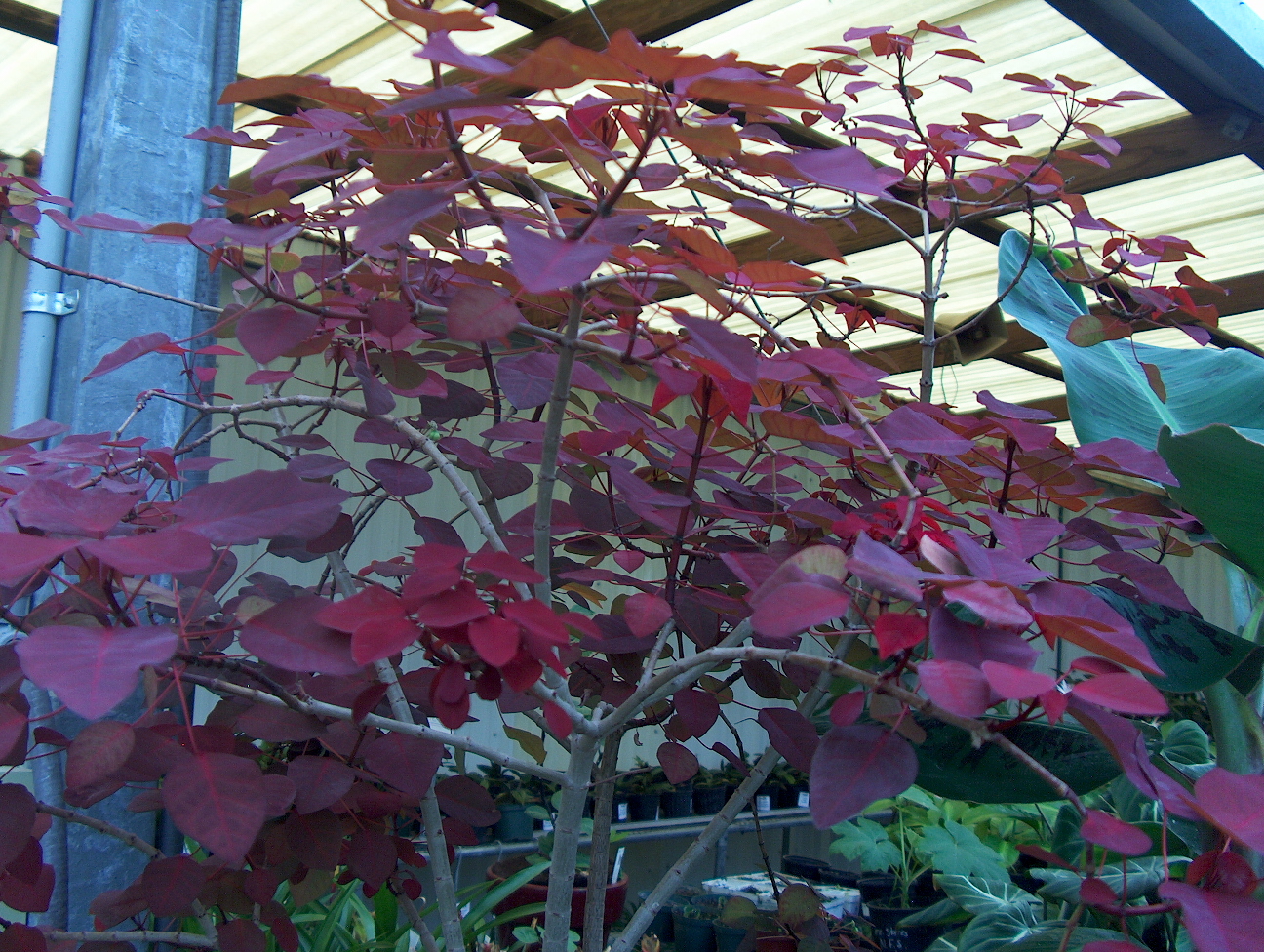 Euphorbia cotinifolia / Caribbean Copper Plant