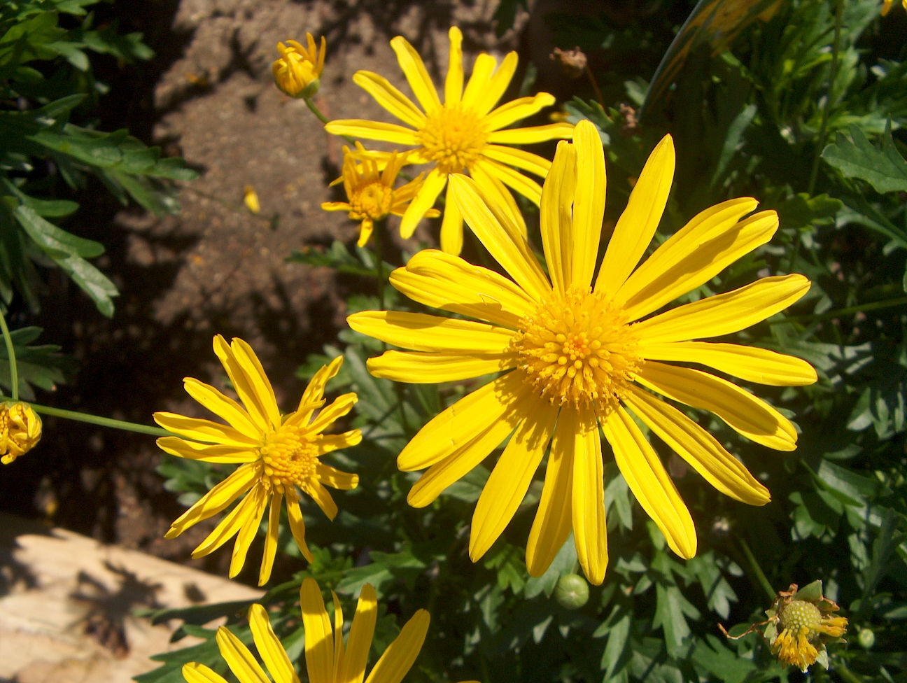 Euryops chrysanthemoides 'African Sun'  / Euryops chrysanthemoides 'African Sun' 