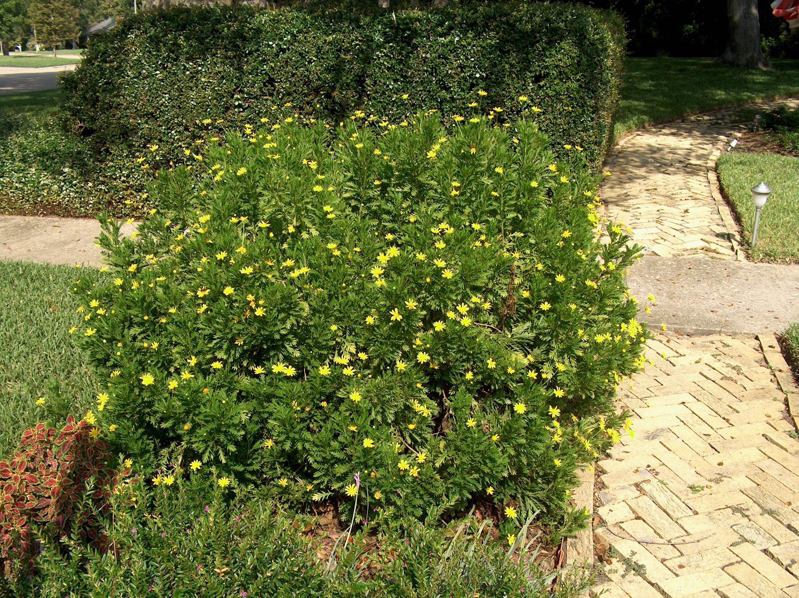 Euryops pectinatus  / Yellow Daisy Bush