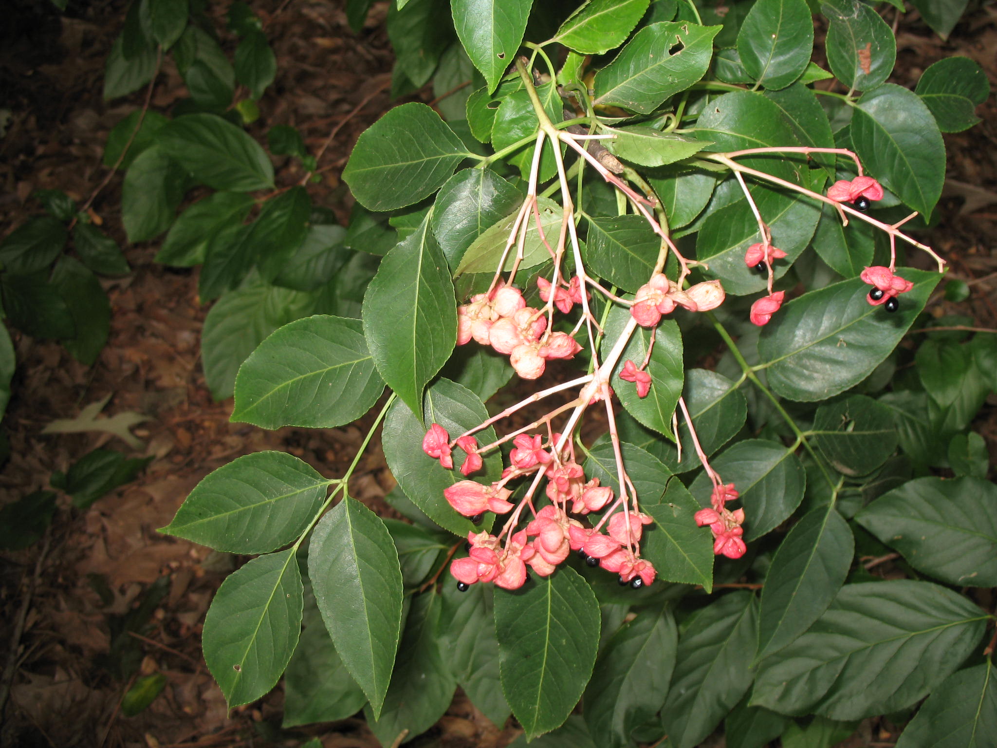 Euscaphis japonica  / Korean Sweetheart tree