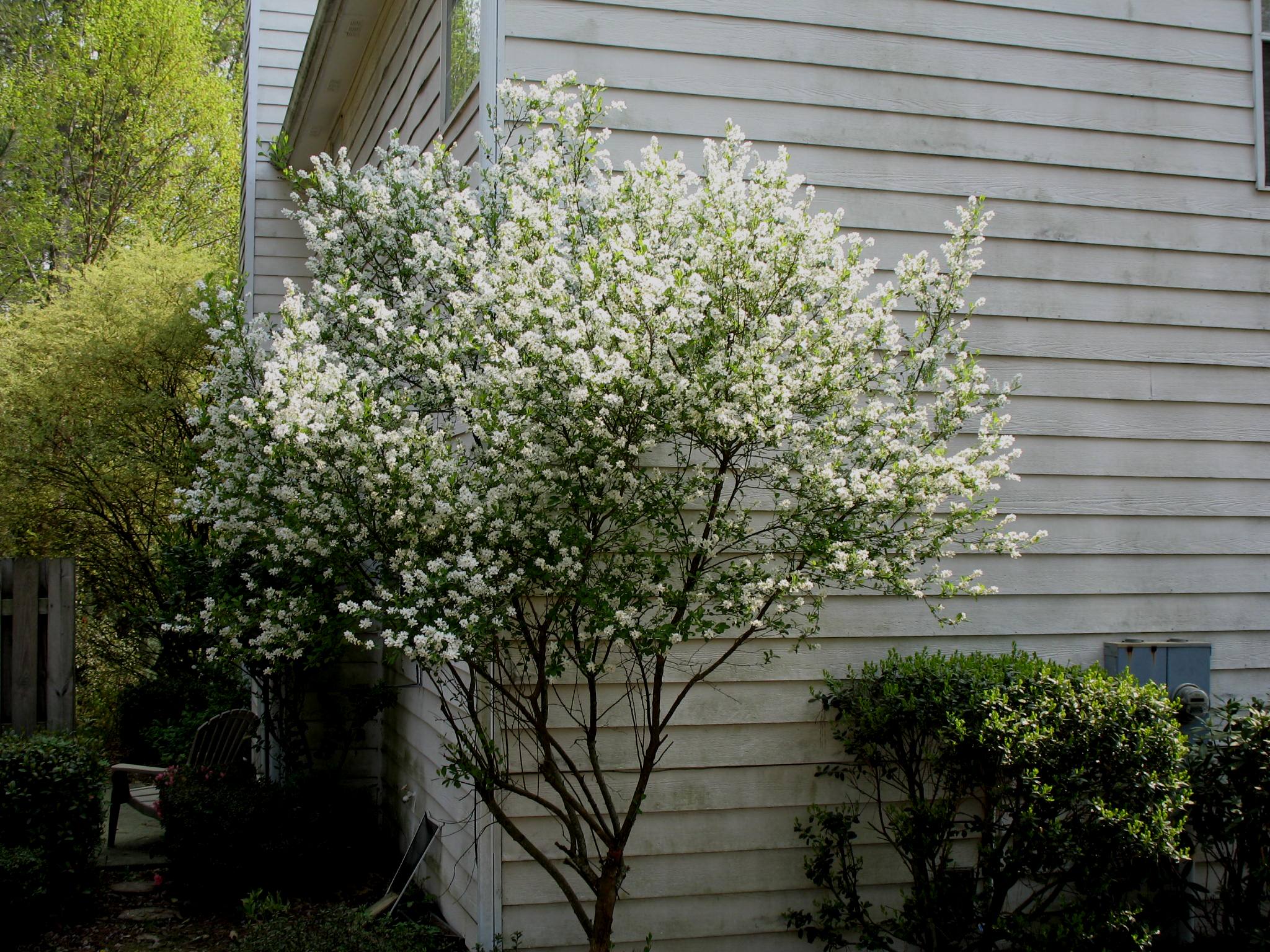 Exochorda racemosa / Exochorda racemosa