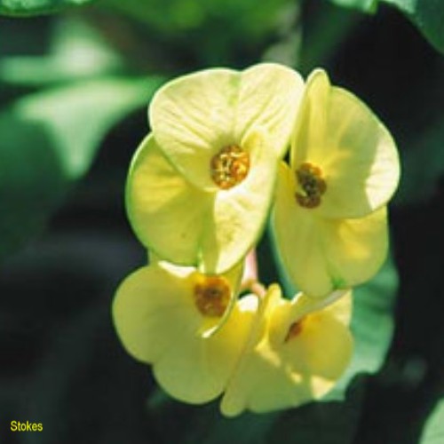 Euphorbia milli 'Mini Spring Song'   / Euphorbia milli 'Mini Spring Song'  