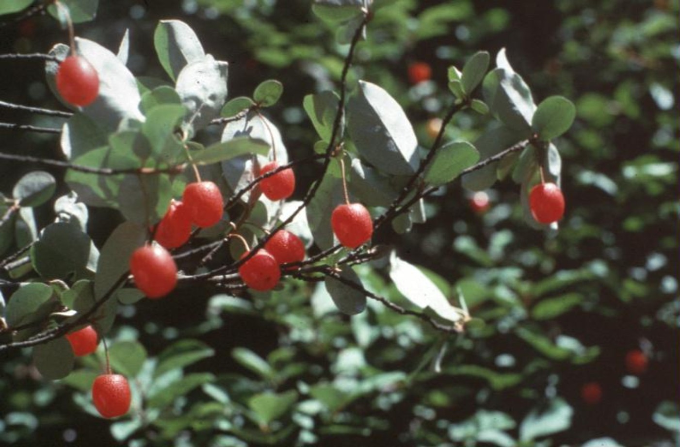 Elaeagnus multifolia / Elaeagnus multifolia