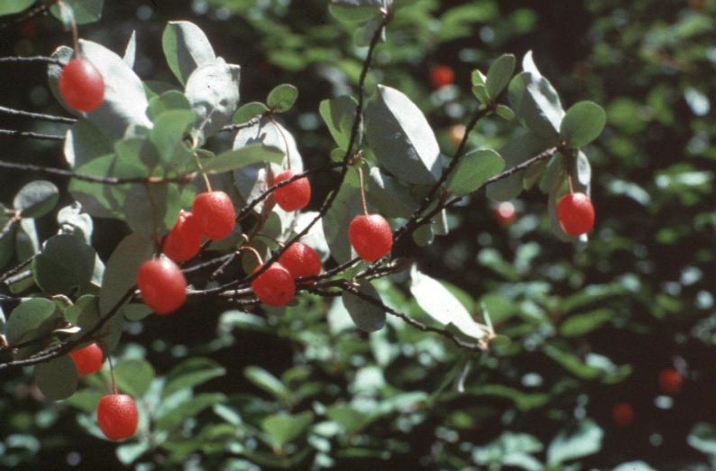 Elaeagnus multifolia / Gumi