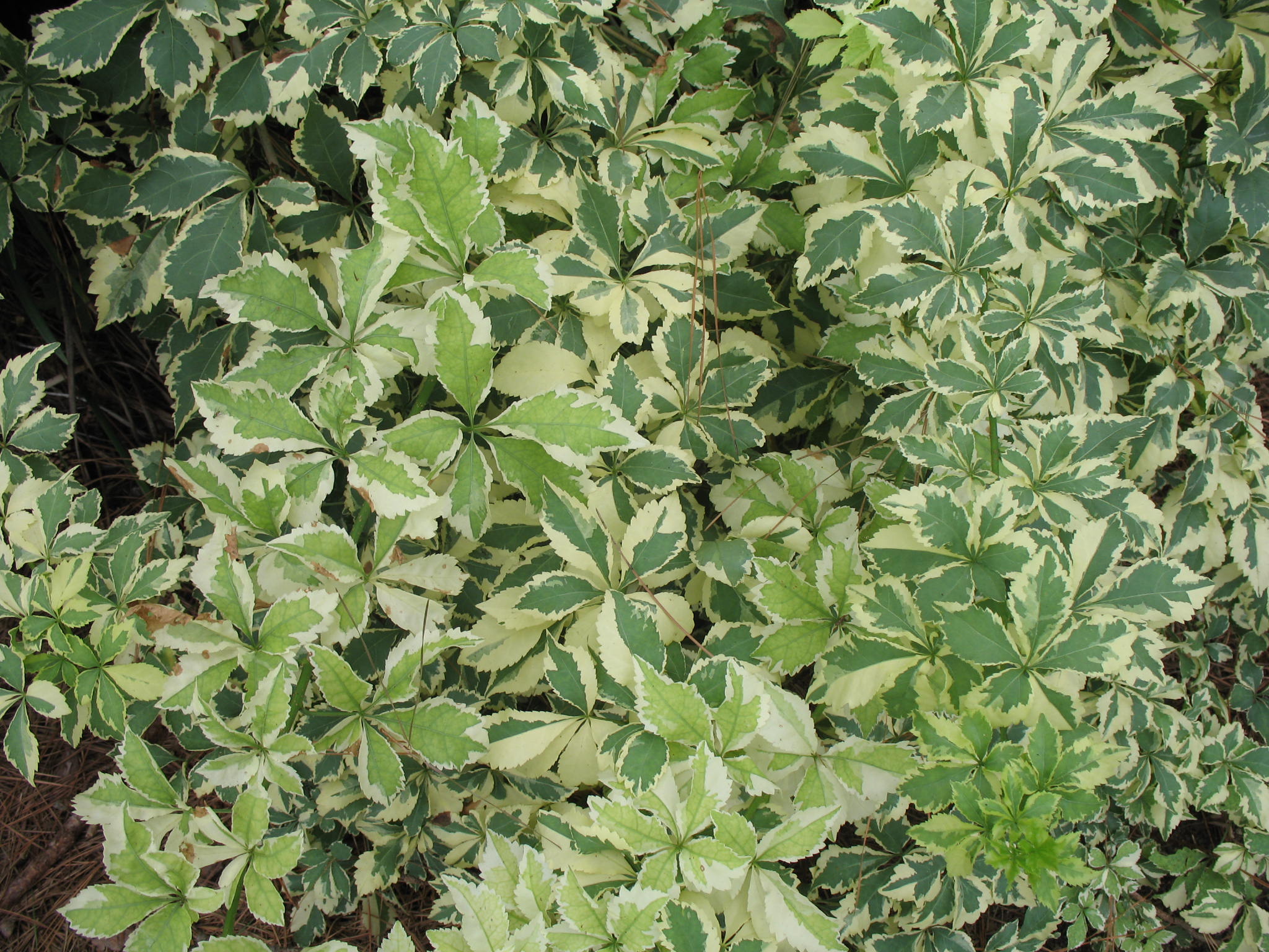 Eleutherococcus sieboldiana ‘variegata’     / Acanthopanax