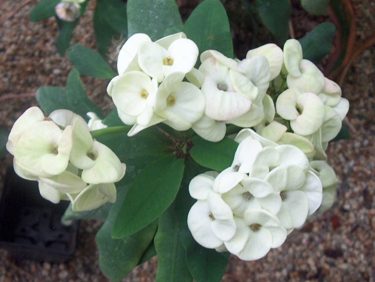 Euphorbia milii 'Big White' / Big White Crown of Thorns