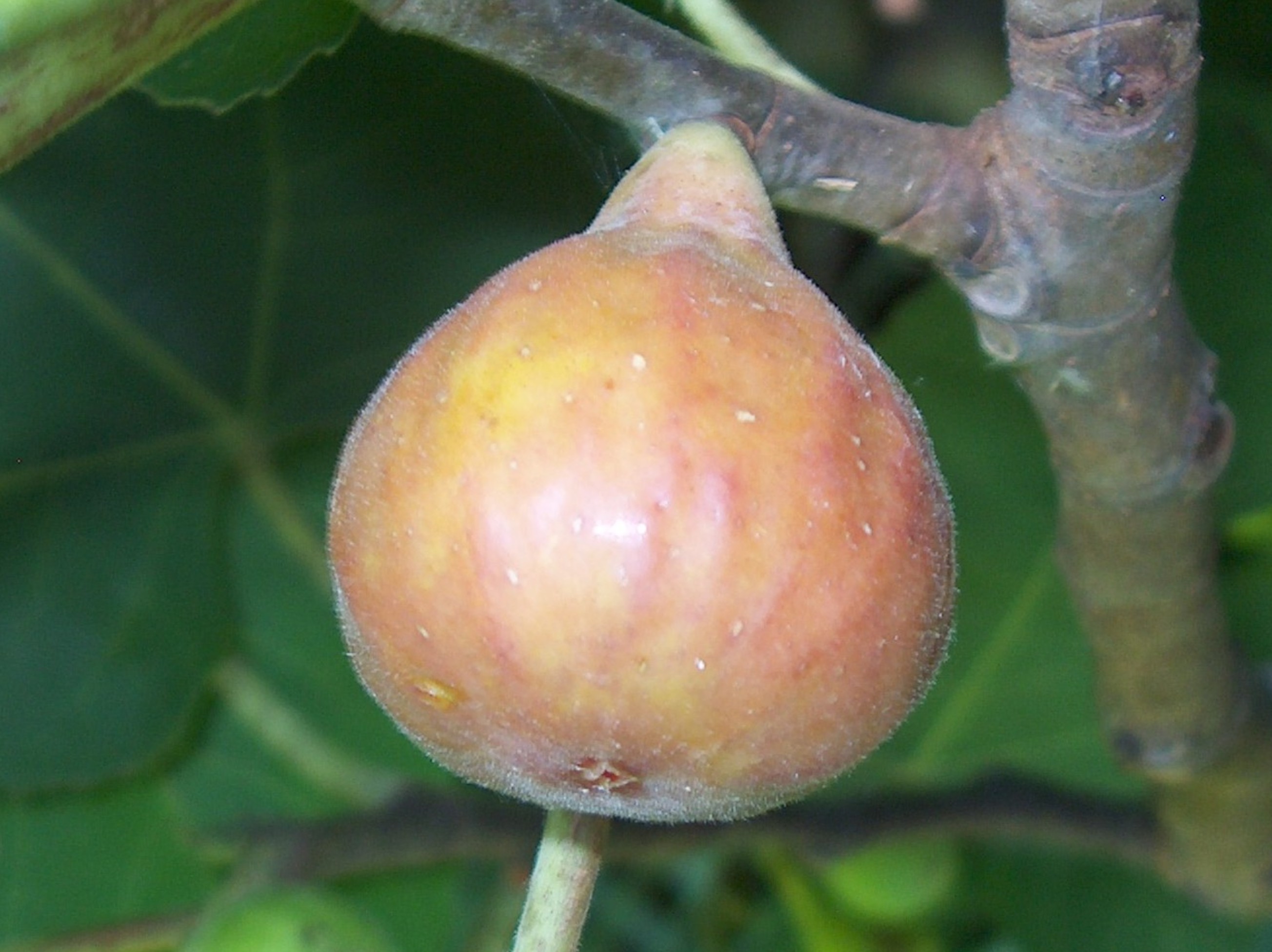 Ficus carica / Fig Varieties