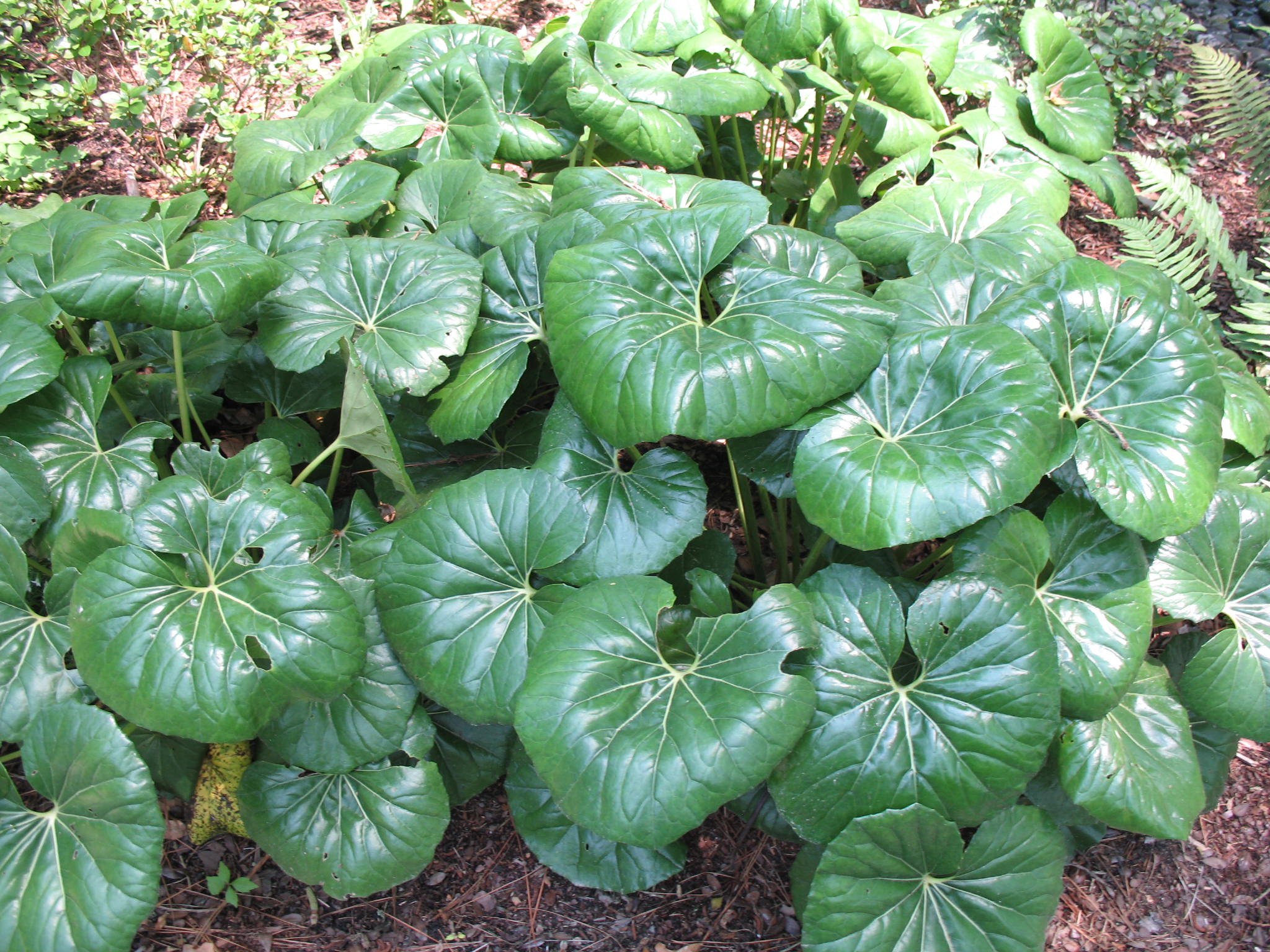 Farfugium japonicum 'Giganteum'  / Giant Leopard Plant, Ligularia