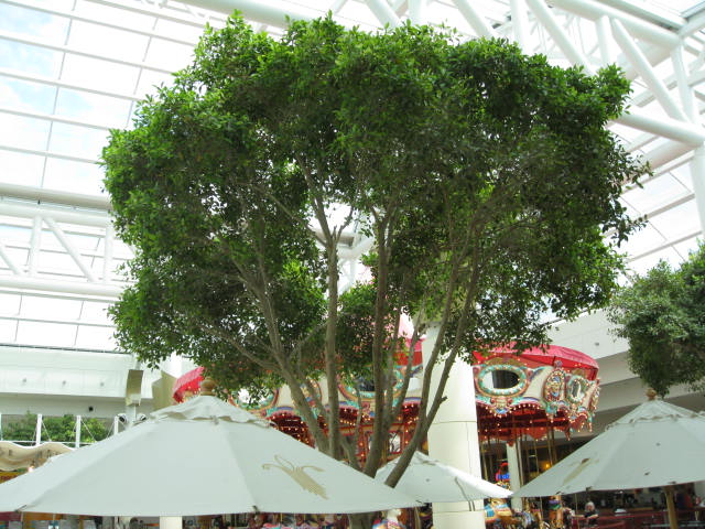 Ficus microcarpa / Ficus microcarpa