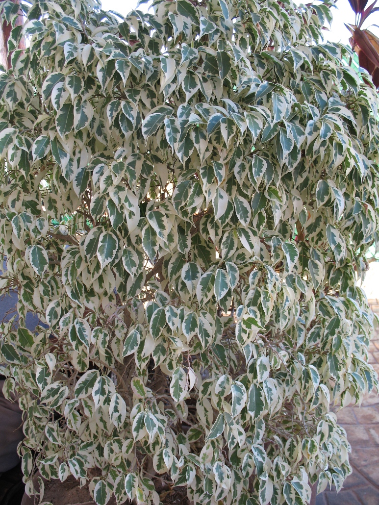 Ficus benjamina 'Variegata' / Variegated Weeping Fig