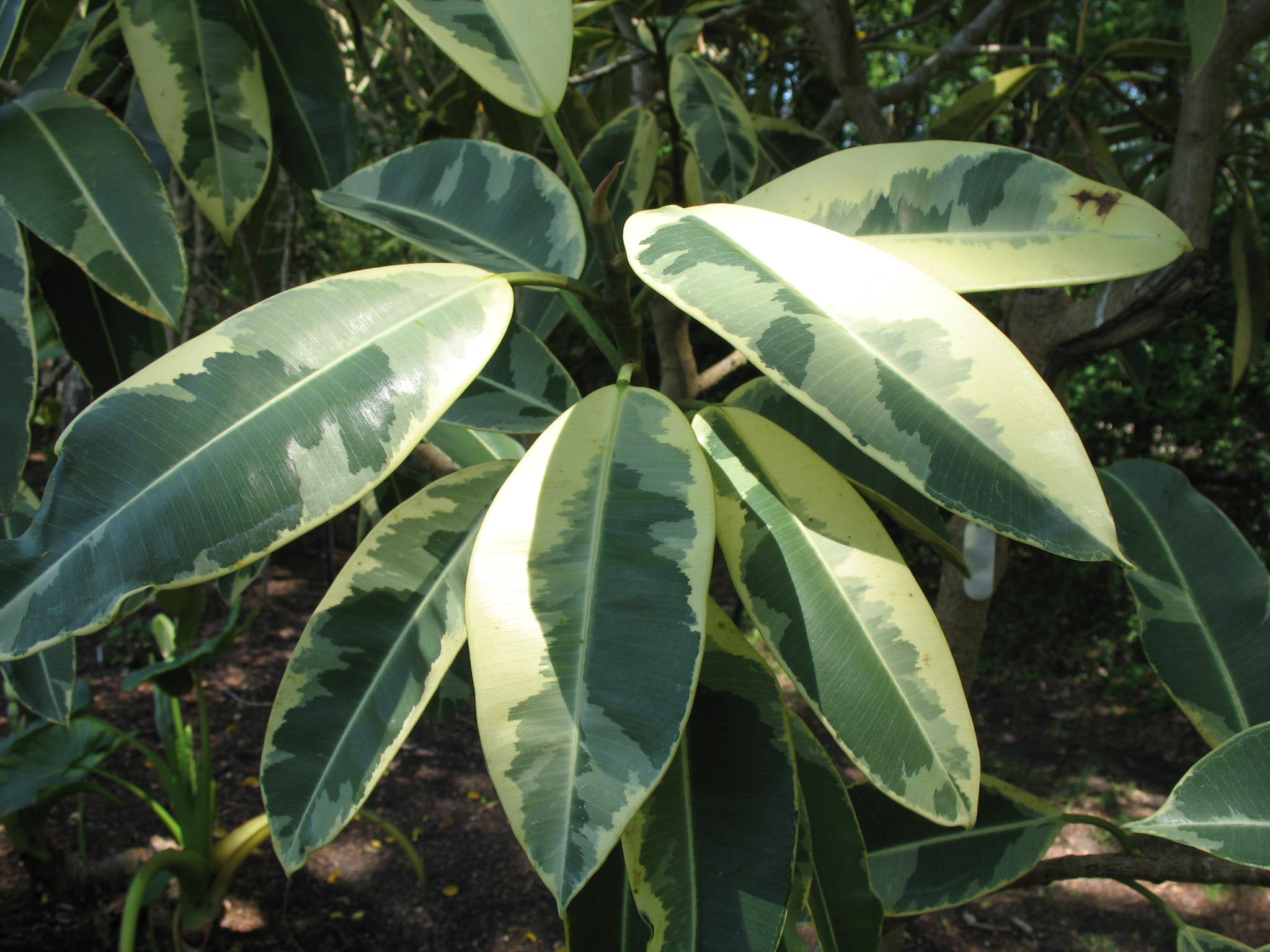 Ficus elastica 'Doescheri'  / Doescheri Rubber Plant