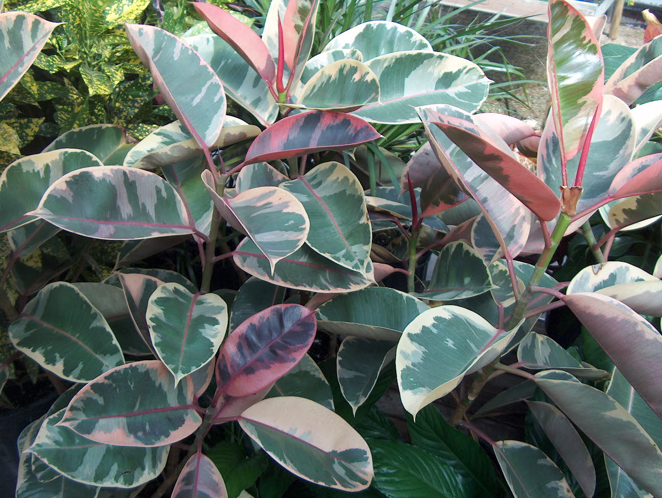 Ficus elastica 'Tineke' / Tineke Rubber Tree