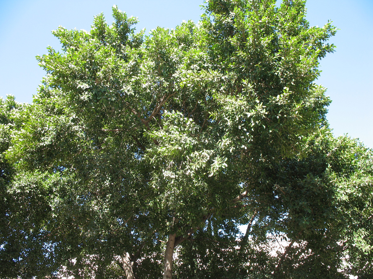 Ficus microcarpa 'Nitida' / Ficus microcarpa 'Nitida'