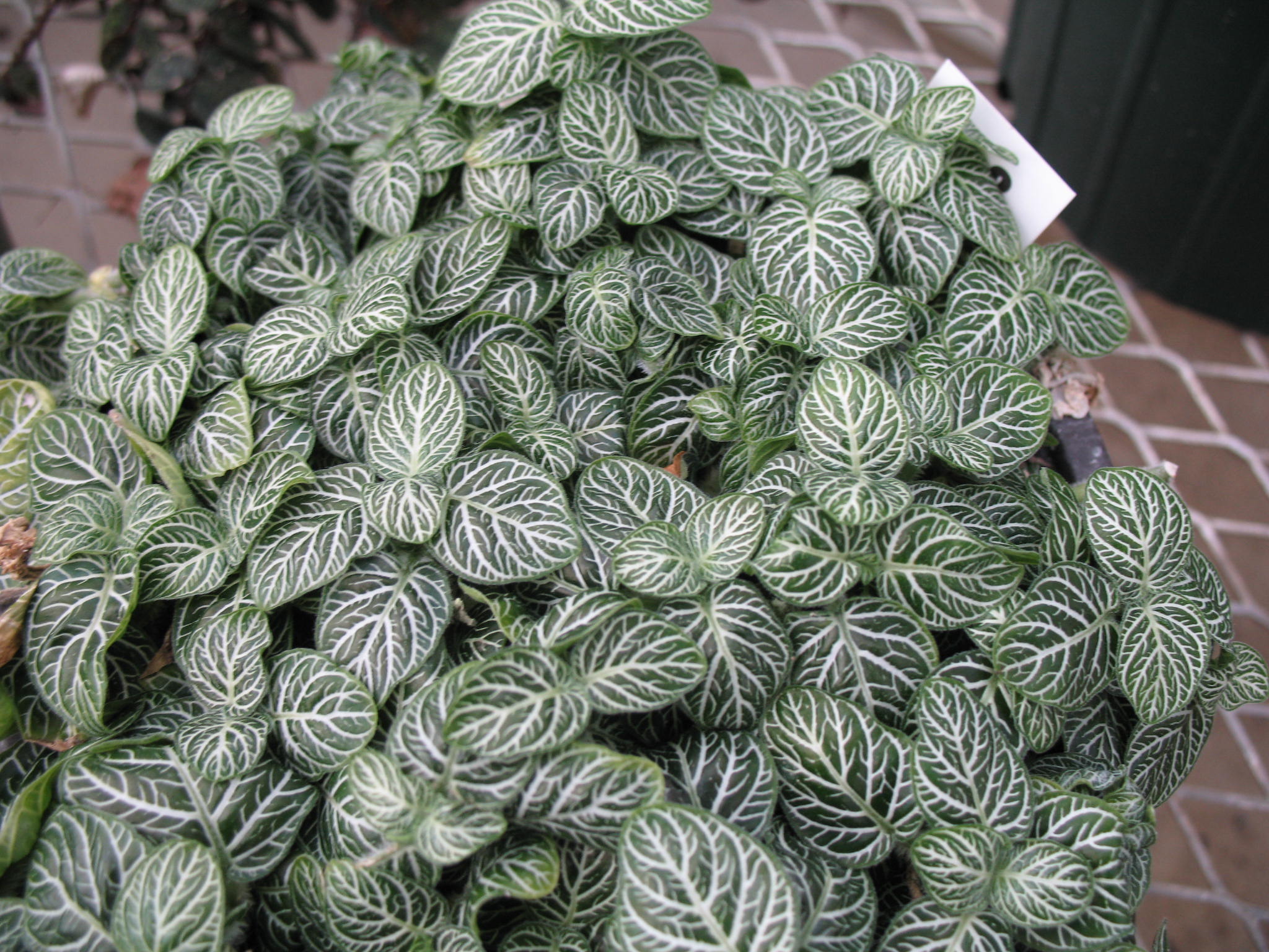 Fittonia verschaffeltii  / Fittonia verschaffeltii 